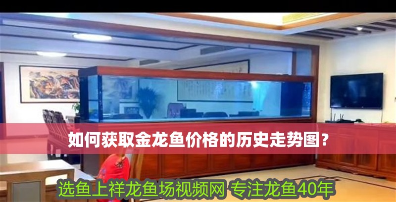 如何獲取金龍魚價格的歷史走勢圖？ 如何獲取金龍魚價格的歷史走勢圖？ 龍魚百科