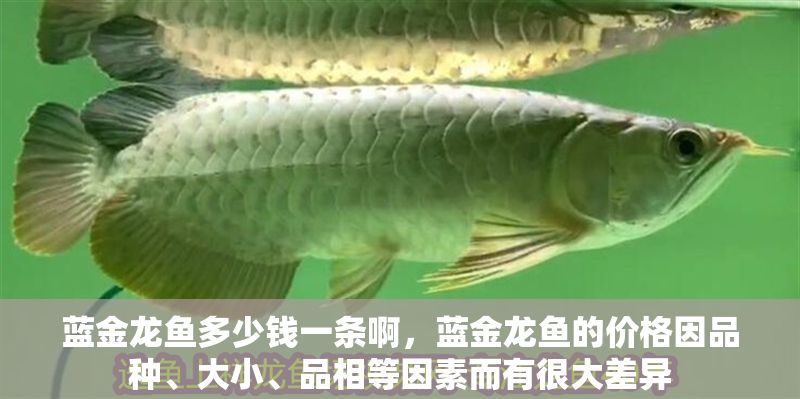 藍金龍魚多少錢一條啊，藍金龍魚的價格因品種、大小、品相等因素而有很大差異 藍金龍魚多少錢一條啊，藍金龍魚的價格因品種、大小、品相等因素而有很大差異 龍魚百科 第2張