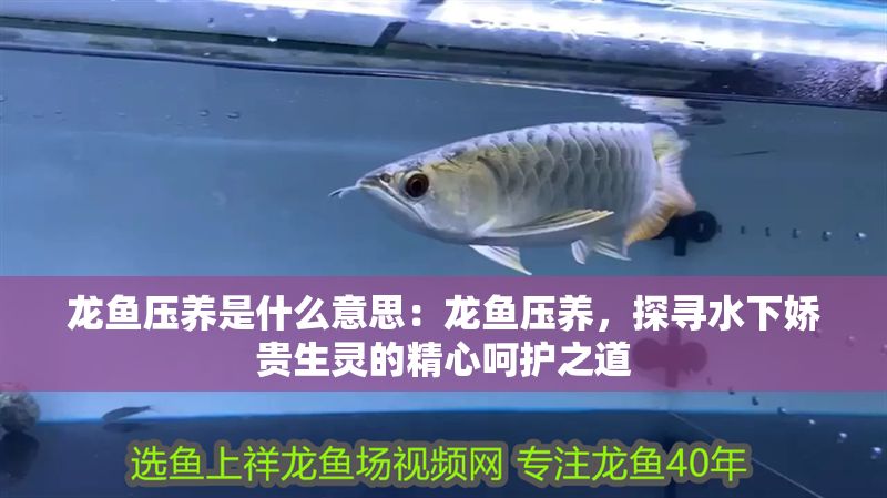 龍魚壓養是什么意思：龍魚壓養，探尋水下嬌貴生靈的精心呵護之道 龍魚壓養是什么意思：龍魚壓養，探尋水下嬌貴生靈的精心呵護之道 龍魚百科 第1張