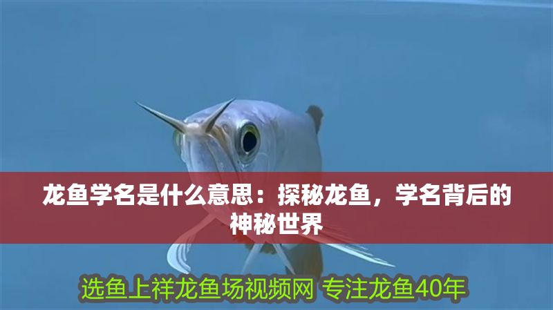 龍魚學名是什么意思：探秘龍魚，學名背后的神秘世界