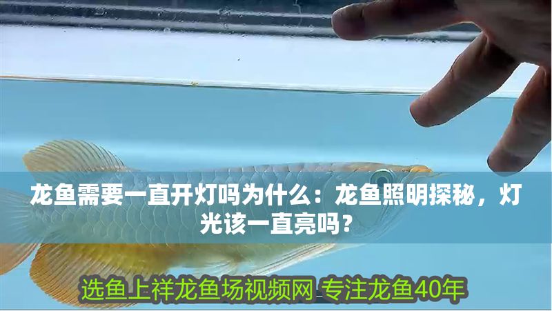 龍魚需要一直開燈嗎為什么：龍魚照明探秘，燈光該一直亮嗎？