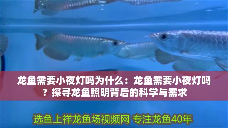 龍魚需要小夜燈嗎為什么：龍魚需要小夜燈嗎？探尋龍魚照明背后的科學與需求