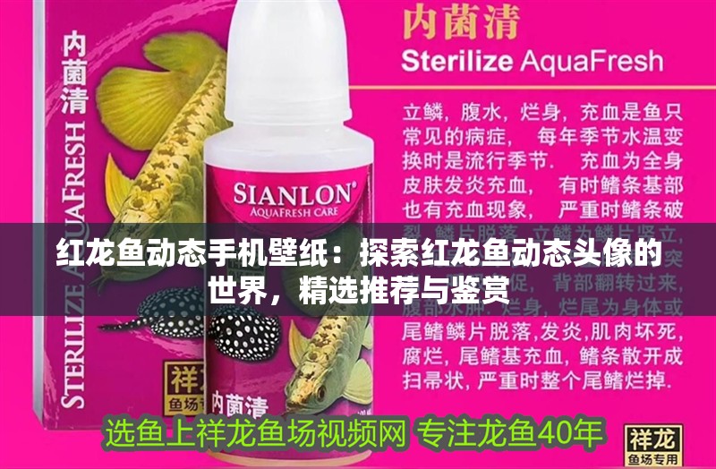 紅龍魚動態(tài)手機壁紙：探索紅龍魚動態(tài)頭像的世界，精選推薦與鑒賞