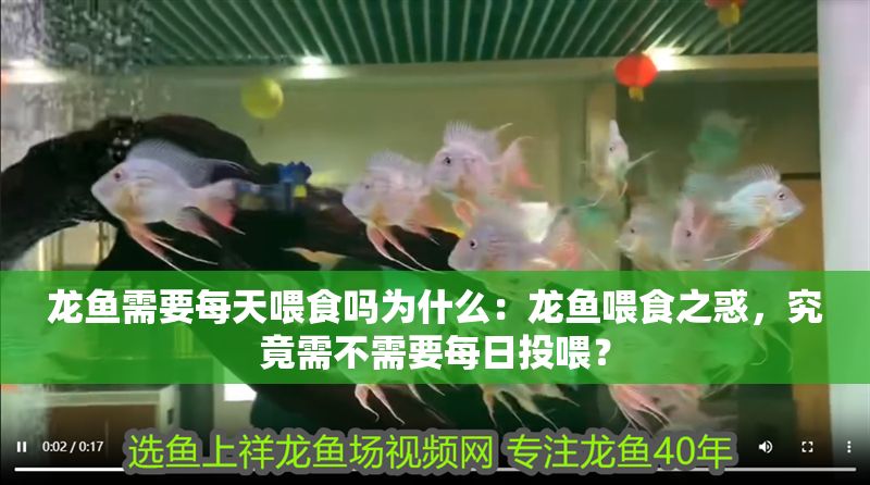龍魚需要每天喂食嗎為什么：龍魚喂食之惑，究竟需不需要每日投喂？ 龍魚需要每天喂食嗎為什么：龍魚喂食之惑，究竟需不需要每日投喂？ 龍魚百科 第1張