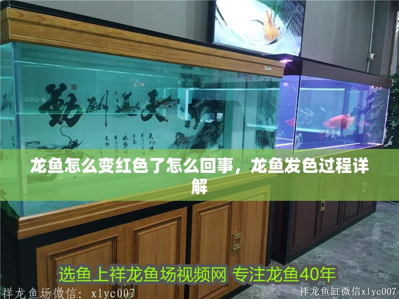 龍魚怎么變紅色了怎么回事，龍魚發色過程詳解 龍魚怎么變紅色了怎么回事，龍魚發色過程詳解 龍魚百科 第2張