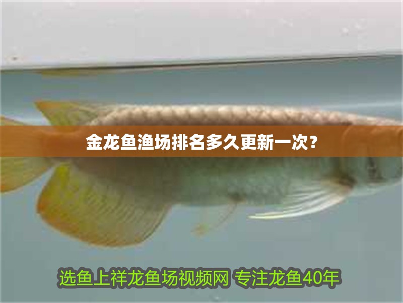 金龍魚漁場排名多久更新一次？