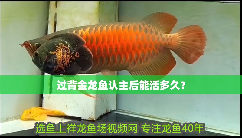 過背金龍魚認(rèn)主后能活多久？ 過背金龍魚認(rèn)主后能活多久？ 龍魚百科
