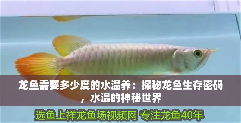 龍魚需要多少度的水溫養：探秘龍魚生存密碼，水溫的神秘世界