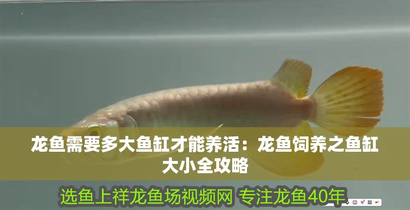 龍魚需要多大魚缸才能養活：龍魚飼養之魚缸大小全攻略