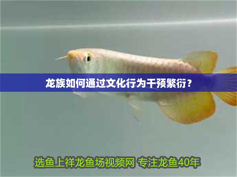 龍族如何通過文化行為干預繁衍？