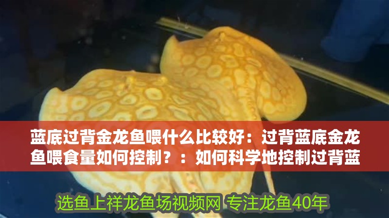 藍底過背金龍魚喂什么比較好：過背藍底金龍魚喂食量如何控制？：如何科學地控制過背藍底金龍魚的喂食習性是控制喂食量的前提