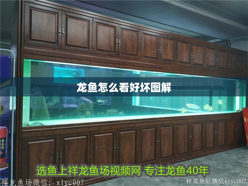 龍魚怎么看好壞圖解