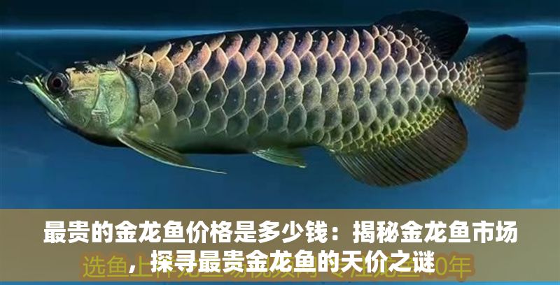最貴的金龍魚價格是多少錢：揭秘金龍魚市場，探尋最貴金龍魚的天價之謎