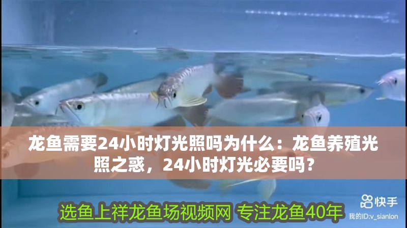 龍魚需要24小時燈光照嗎為什么：龍魚養殖光照之惑，24小時燈光必要嗎？
