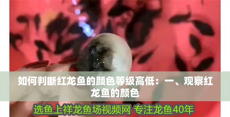 如何判斷紅龍魚的顏色等級高低：一、觀察紅龍魚的顏色