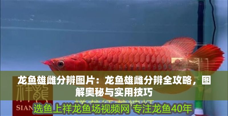 龍魚雄雌分辨圖片：龍魚雄雌分辨全攻略，圖解奧秘與實用技巧
