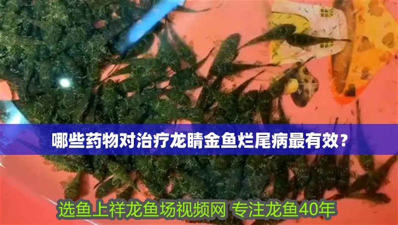 哪些藥物對治療龍睛金魚爛尾病最有效？