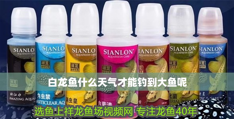 白龍魚什么天氣才能釣到大魚呢