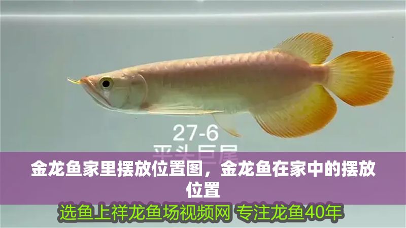 金龍魚家里擺放位置圖，金龍魚在家中的擺放位置