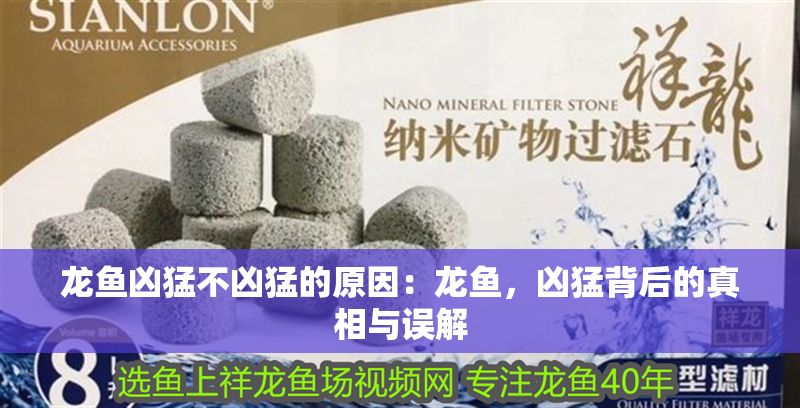 龍魚兇猛不兇猛的原因：龍魚，兇猛背后的真相與誤解