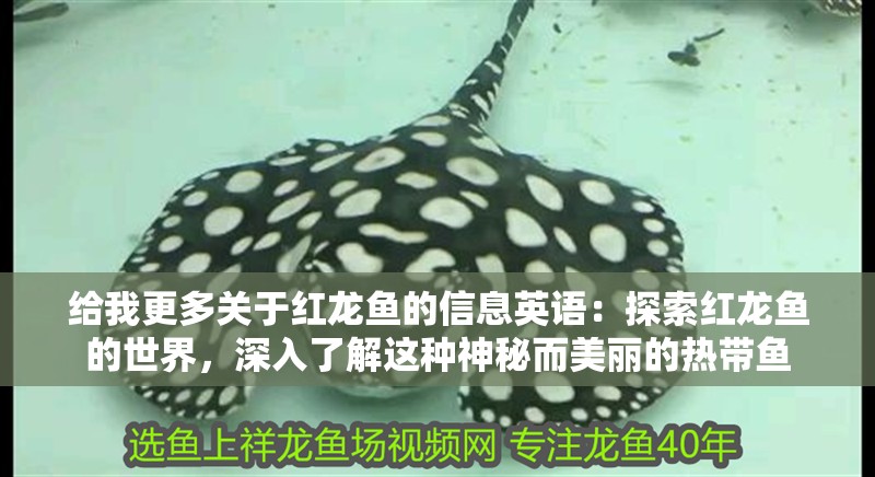 給我更多關(guān)于紅龍魚的信息英語：探索紅龍魚的世界，深入了解這種神秘而美麗的熱帶魚