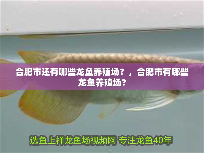 合肥市還有哪些龍魚養(yǎng)殖場？，合肥市有哪些龍魚養(yǎng)殖場？ 合肥市還有哪些龍魚養(yǎng)殖場？，合肥市有哪些龍魚養(yǎng)殖場？ 龍魚百科