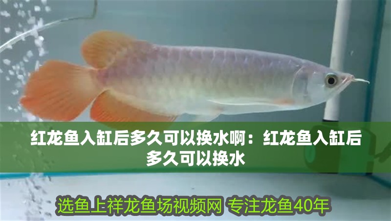 紅龍魚(yú)入缸后多久可以換水啊：紅龍魚(yú)入缸后多久可以換水
