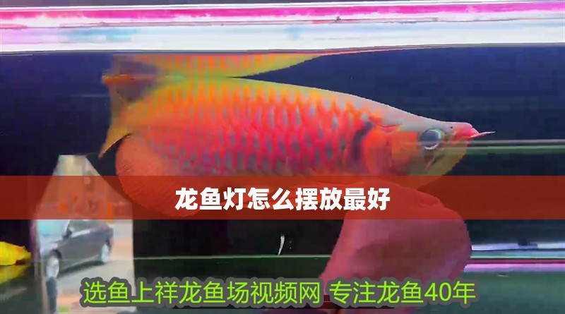 龍魚(yú)燈怎么擺放最好