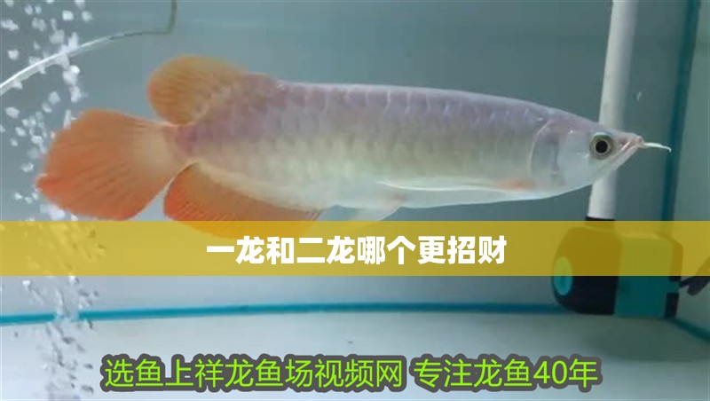 一龍和二龍哪個更招財
