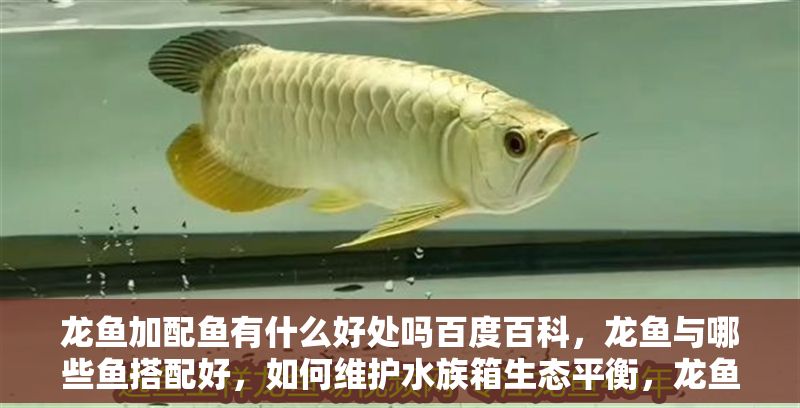 龍魚加配魚有什么好處嗎百度百科，龍魚與哪些魚搭配好，如何維護水族箱生態(tài)平衡，龍魚配魚的日常護理 龍魚加配魚有什么好處嗎百度百科，龍魚與哪些魚搭配好，如何維護水族箱生態(tài)平衡，龍魚配魚的日常護理 龍魚百科 第2張