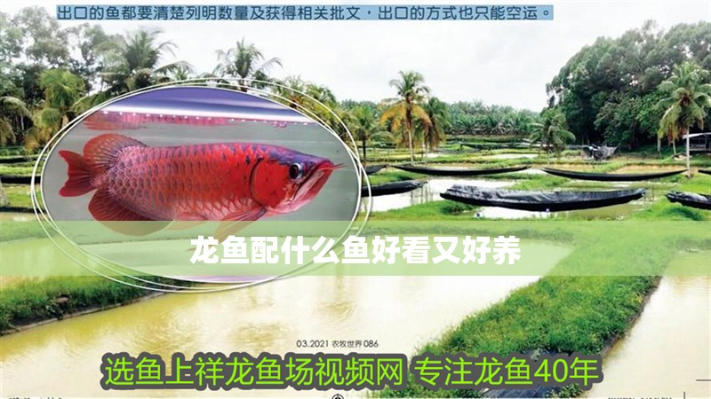 龍魚配什么魚好看又好養(yǎng) 龍魚配什么魚好看又好養(yǎng) 龍魚百科