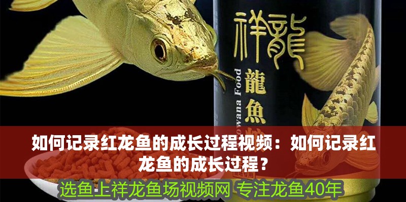 如何記錄紅龍魚的成長過程視頻：如何記錄紅龍魚的成長過程？
