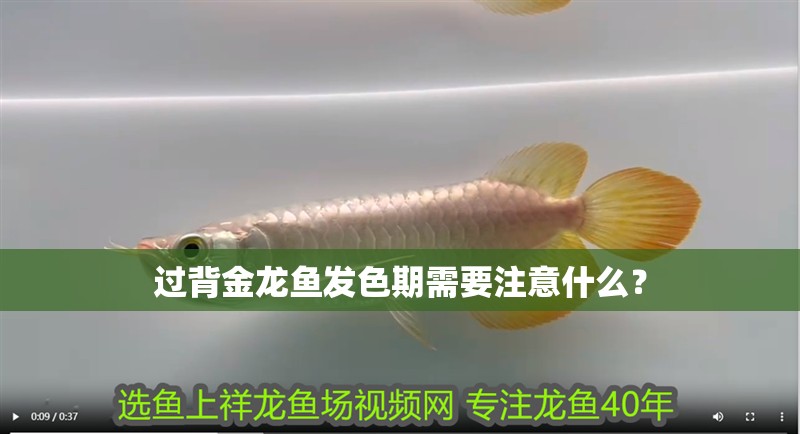 我的虎魚真菌感染了要怎么處理 過背金龍魚發色期需要注意什么? 龍魚百科 過背金龍魚發色期需要注意什么? 過背金龍魚發色期需要注意什么? 龍魚百科