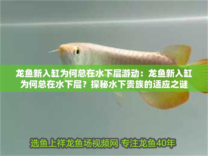 龍魚新入缸為何總在水下層游動：龍魚新入缸為何總在水下層？探秘水下貴族的適應(yīng)之謎