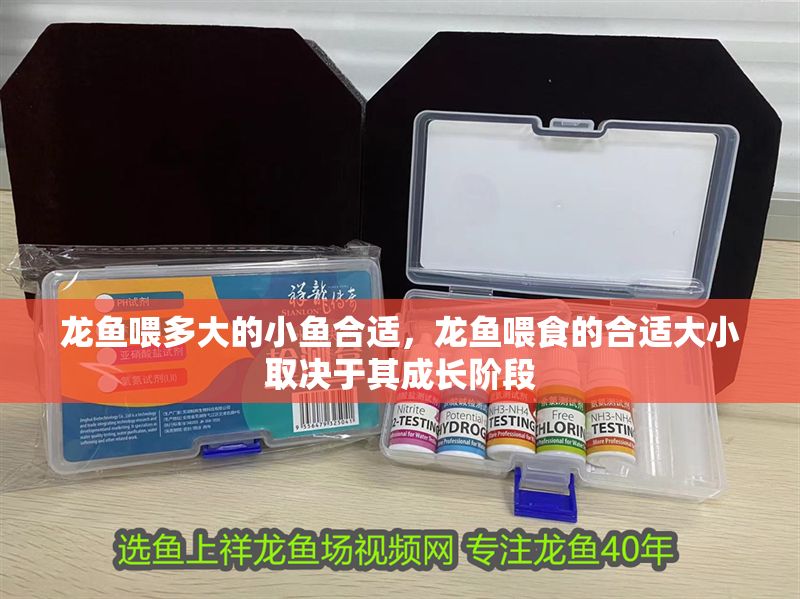 龍魚喂多大的小魚合適，龍魚喂食的合適大小取決于其成長階段