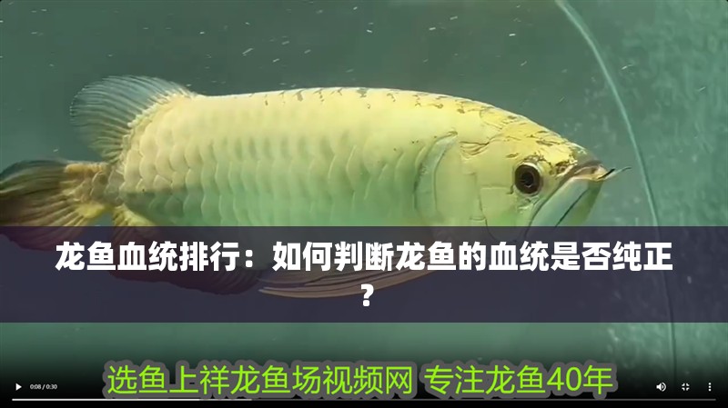 土龍魚的做法