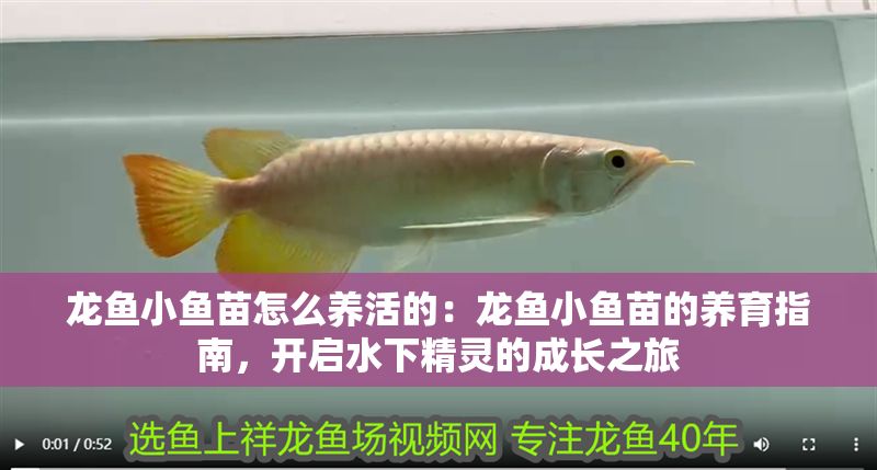 龍魚小魚苗怎么養活的:龍魚小魚苗的養育指南,開啟水下精靈的成長之旅 龍魚百科 第1張 龍魚小魚苗怎么養活的:龍魚小魚苗的養育指南,開啟水下精靈的成長之旅 龍魚小魚苗怎么養活的:龍魚小魚苗的養育指南,開啟水下精靈的成長之旅 龍魚百科 第1張