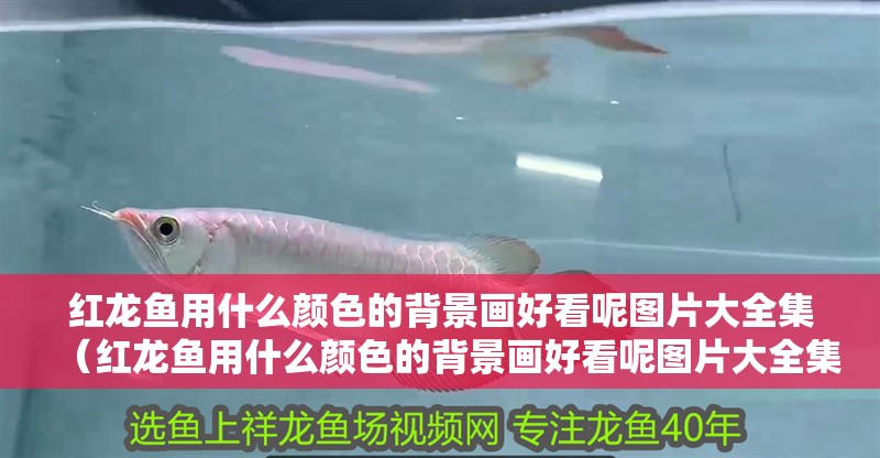 紅龍魚用什么顏色的背景畫好看呢圖片大全集（紅龍魚用什么顏色的背景畫好看呢圖片大全集下載）