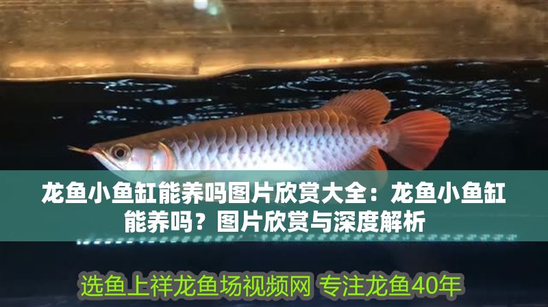 龍魚小魚缸能養(yǎng)嗎圖片欣賞大全：龍魚小魚缸能養(yǎng)嗎？圖片欣賞與深度解析