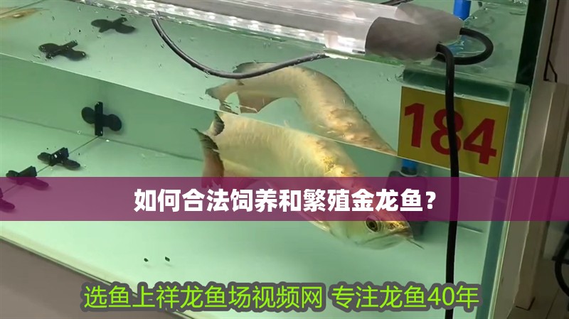 如何合法飼養(yǎng)和繁殖金龍魚？
