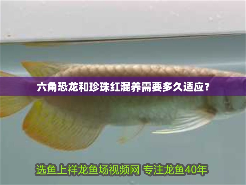 六角恐龍和珍珠紅混養需要多久適應？