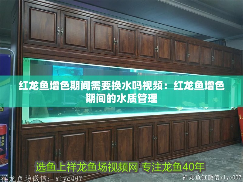 紅龍魚增色期間需要換水嗎視頻：紅龍魚增色期間的水質(zhì)管理