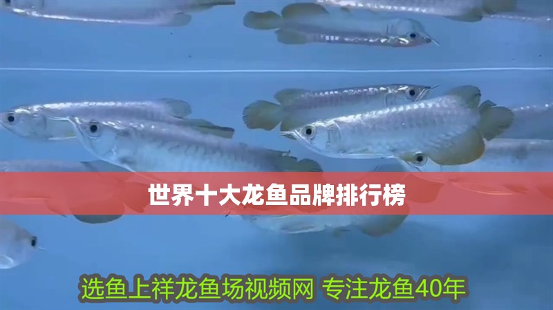 世界十大龍魚品牌排行榜