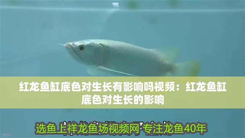 紅龍魚缸底色對生長有影響嗎視頻：紅龍魚缸底色對生長的影響