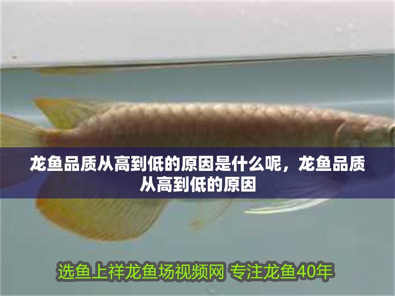 龍魚品質從高到低的原因是什么呢，龍魚品質從高到低的原因