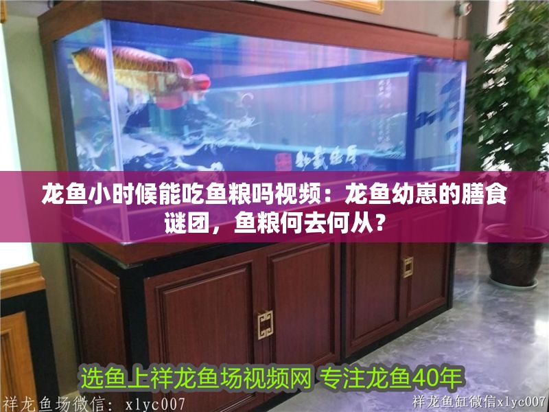 龍魚小時候能吃魚糧嗎視頻：龍魚幼崽的膳食謎團，魚糧何去何從？