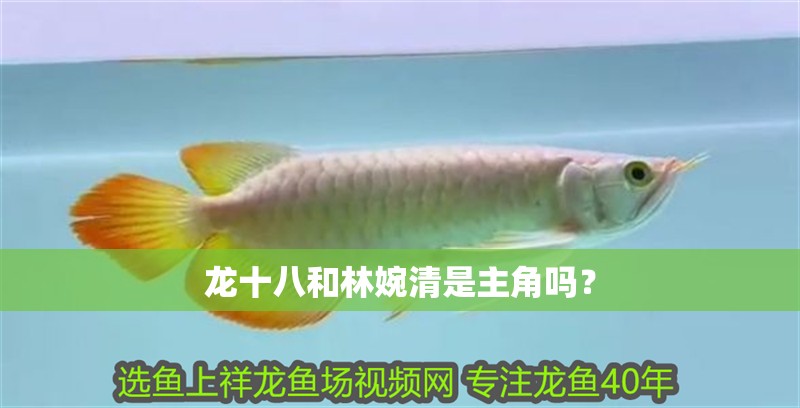 龍十八和林婉清是主角嗎？