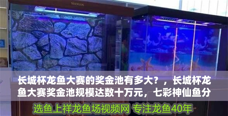 長城杯龍魚大賽的獎金池有多大？，長城杯龍魚大賽獎金池規模達數十萬元，七彩神仙魚分階段喂食計劃表