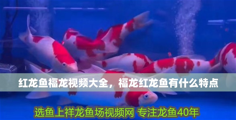 紅龍魚福龍視頻大全，福龍紅龍魚有什么特點