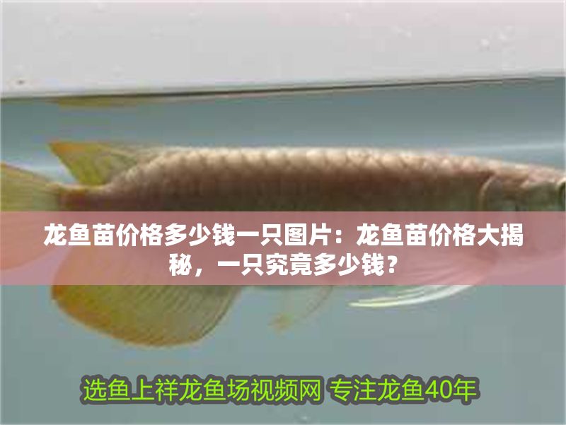 龍魚苗價格多少錢一只圖片：龍魚苗價格大揭秘，一只究竟多少錢？